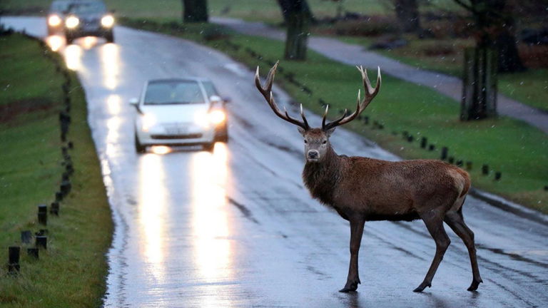 Animal en la carretera: cuándo es mejor frenar, girar o atropellar